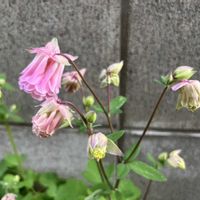オダマキ,ガーデニング,こぼれダネ,庭の画像