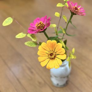 ジニア,百日草,切り花を楽しむの画像