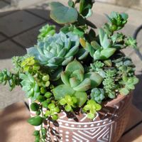 多肉寄せ植えの画像