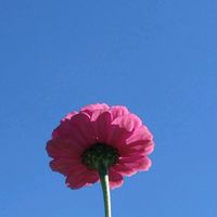 ジニア,ヒャクニチソウ,せんだい農業園芸センター,土曜はお空の発表会,ほんわか♥️ほんのりの画像