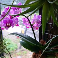 コチョウラン,P.Sogo Lotte,植物のある暮らし,植物が好きの画像