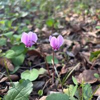 トリカブト,原種シクラメン,オクトリカブト,筑波実験植物園の画像