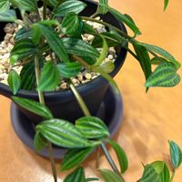 ペペロミア,観葉植物,植物の画像