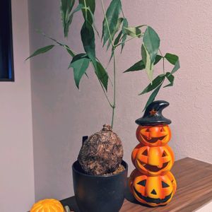 キフォステンマ・パキプス,キフォステンマ・パキプス,多肉植物,観葉植物,塊根植物の画像