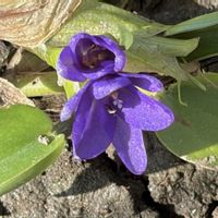 コナギ,山野草,山歩きの画像