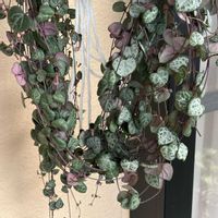 ハートカズラ,多肉植物,観葉植物,ハートカズラの花,ハート型の葉っぱの画像