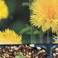 カーネーション,ノースポール,セントーレア,種まきの画像