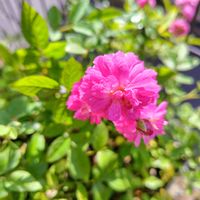 ミニバラ,ミニバラ・スイートチャリオット,ミニ薔薇♡,ガーデニング,ナチュラルガーデンの画像