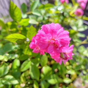 ミニバラ,ミニバラ・スイートチャリオット,ミニ薔薇♡,ガーデニング,ナチュラルガーデンの画像