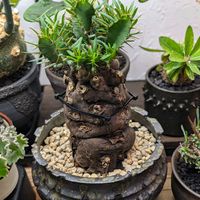 部屋の中,男前植物,珍奇植物,ムランジーナの画像