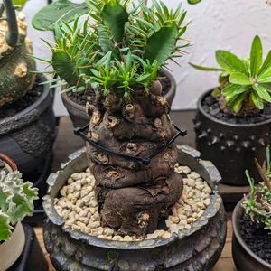 部屋の中,男前植物,珍奇植物,ムランジーナの画像