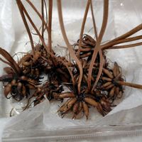 ラナンキュラス,球根植物の画像