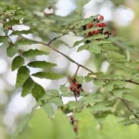 ニシキギ,メギ,サンショウ,錦木(ニシキギ),ニシキギ(錦木)の画像