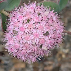 ミセバヤ,多肉植物,葉挿し,多肉寄せ植え,実生苗の画像