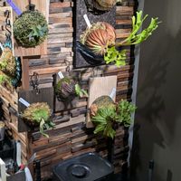 ビカクシダ,部屋の中,男前植物,珍奇植物,屋内管理の画像