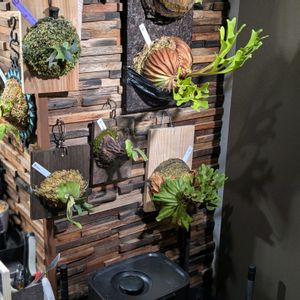 ビカクシダ,部屋の中,男前植物,珍奇植物,屋内管理の画像