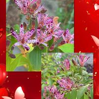 ホトトギス,桜水晶,ハオルチア 桜水晶,多肉植物,ハオルチア属の画像