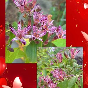 ホトトギス,桜水晶,ハオルチア 桜水晶,多肉植物,ハオルチア属の画像