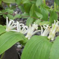 ユリ,白花ホトトギス,昭和記念公園,今日のお花,お写んぽの画像