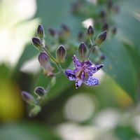 ホトトギス,京都府立植物園,生け花,今日のお花,植物生態園の画像