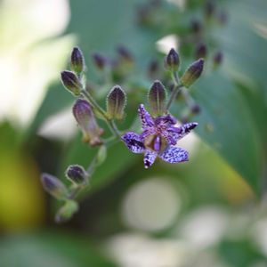 ホトトギス,京都府立植物園,生け花,今日のお花,植物生態園の画像