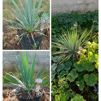 ユッカ,ユッカ ロストラータ,yucca,ユッカ属,小さな庭の画像