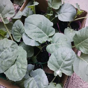 ブロッコリー,ガーデニング,ネコ好き,実家の庭,植え付けの画像