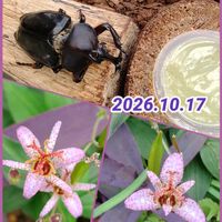 ホトトギス,唐印,ラブリーローズ葉挿し,アエオニウム　ピンクウィッチ,今日のお花の画像