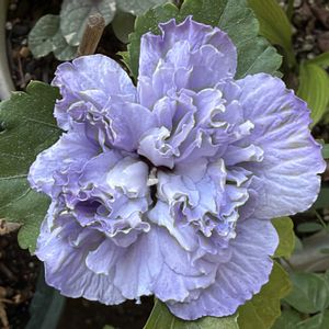 ムクゲ 紫玉,カモ達,リス.,旅行先,お月様の画像