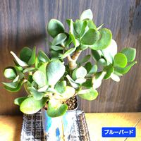 花月,ブルーバード,クラッスラ属 ブルーバード,クラッスラ属,植物男子ベランダーの画像