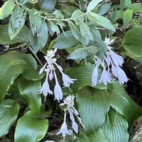 ギボウシ,素敵な出会いに感謝,今日も元気で,今日も笑顔で♡,花を通じて愛と平和をの画像
