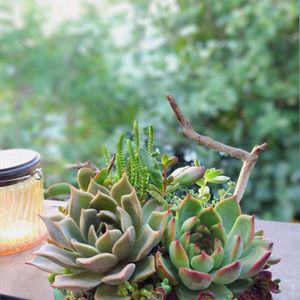 リトルフロッジー,ヒューミリス,ビューティーリリー,多肉植物,育てやすい多肉植物の画像