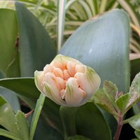 オリヅルラン,マユハケオモト(眉刷毛万年青),花のある暮らし,多様性を愛する会,乙女色クラブの画像