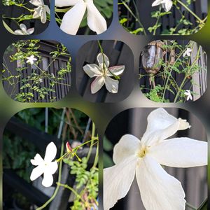 ネムノキ,ハイビスカス,羽衣ジャスミン,箱根空木（はこねうつぎ）,美容室前の…の画像