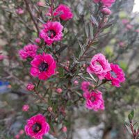 ギョリュウバイ,鉢植え,季節の花,記録pic,庭の画像