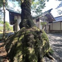 コスモス,コスモス,ランタナ,ランタナ,クスノキの画像