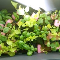 バジル,青じそ,青じそ,水耕栽培の画像