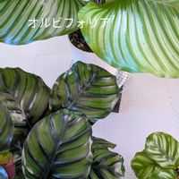 カラテア,オルビフォリア,観葉植物,ファッシアータ,べサールの画像