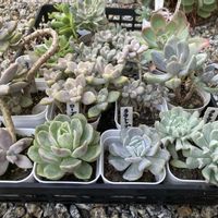 だるま秀麗,ローズローサ,多肉植物,バラと夢CLUB,三重県タニラーの画像
