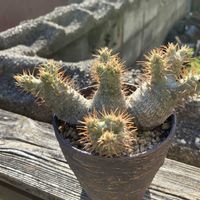 パキポディウム・グラキリス,塊根植物,コーデックス,マルチヘッドの画像