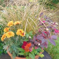 カレックス,キク,ウモウケイトウ,リシマキア オーレア,寄せ植えの画像