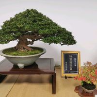 花のある暮らし,盆栽展,癒やされる,お出かけ先の画像