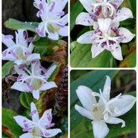 サフラン,ホトトギス,サフランの球根,白花ホトトギスの画像