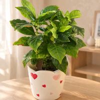 コーヒーの木,観葉植物,リビング,キッチン,リビング・ダイニングの画像