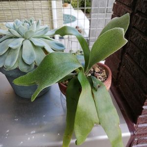 黒田五寸人参,ビカクシダ ネザーランド,小かぶつやひめ,観葉植物,ガーデニングの画像