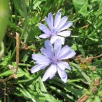 ニラ,キクニガナ,長居植物園の画像