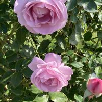 シエル・ユウ,バラ　シエル・ユウ,花のある暮らし,秋バラ,ばら バラ 薔薇の画像