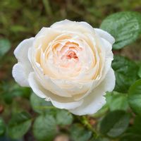 バラ リベルラ,バラ リベルラ,バラ はつね,バラ ラパリジェンヌ,バラ　ミエルドゥフォレの画像