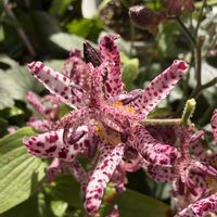 シュウメイギク,ホトトギス,プリムラ　ジュリアン,銅葉プチダリア『フレディ』,季節の花を楽しむの画像