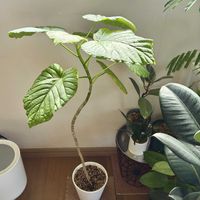 フィカス　ウンベラータ,観葉植物,植え替え,ダイソー産,ジャングル化計画の画像